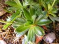Androsace obtusifolia